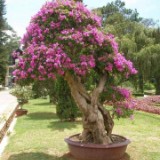 (Category: ) located in . Submitted by Hani_Itsar (Listing ID 1293718192, Image 1). Description: .