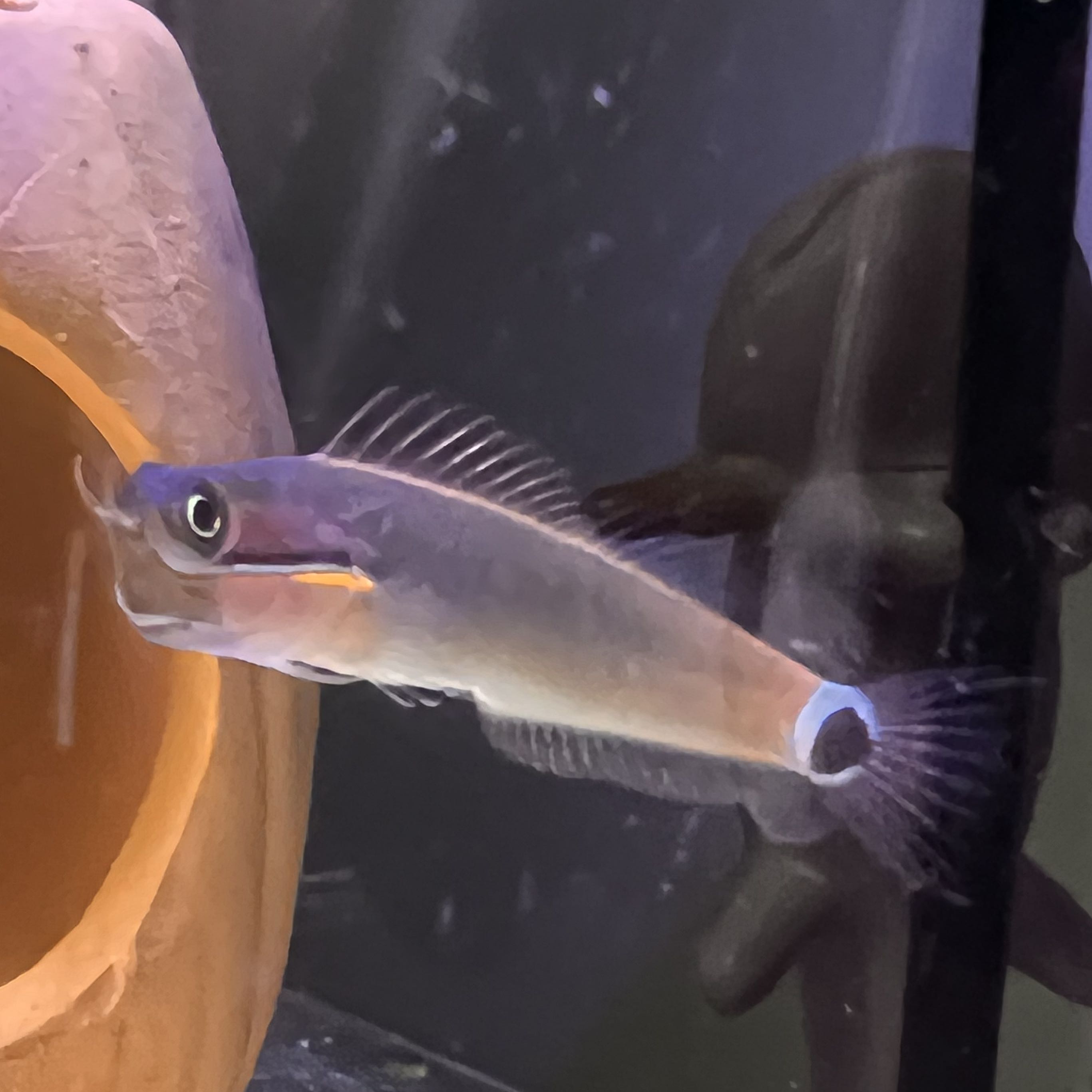 （分類：）位於 。 由 ohzstos 提交（商品編號 1385016006，圖片 1）。簡介： 。