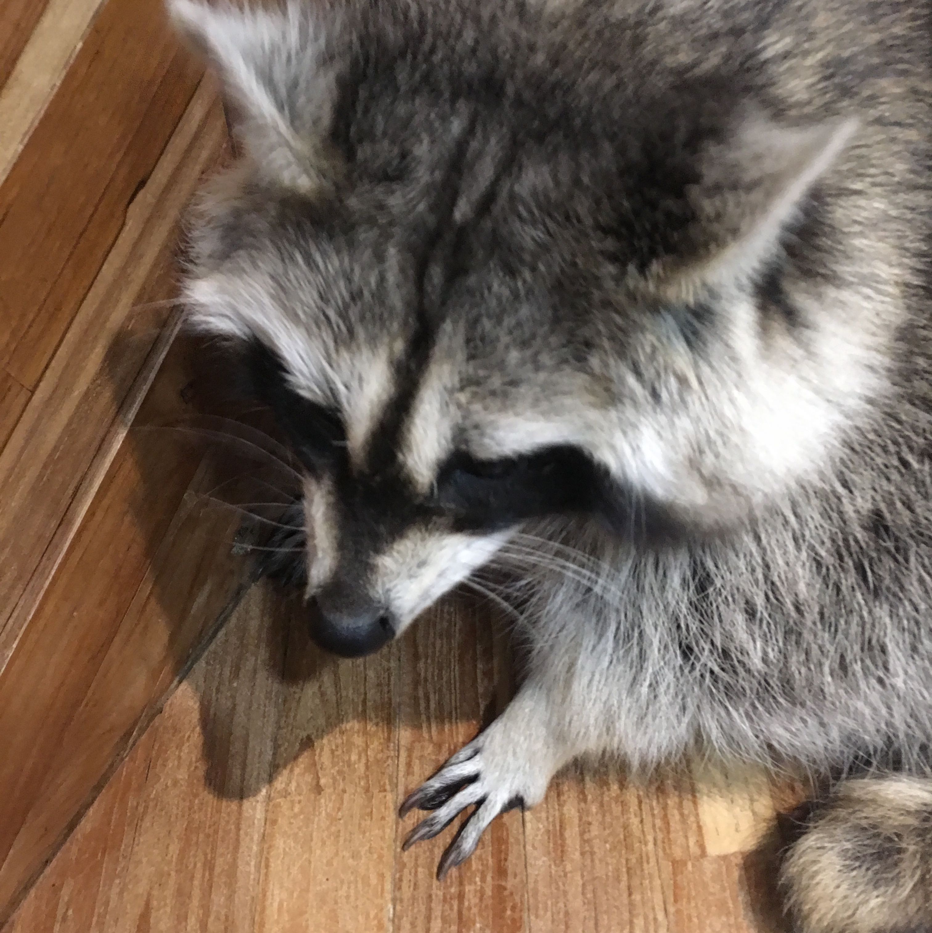 (Category: ) located in . Submitted by coolguyjoa (Listing ID 1370023346, Image 1). Description: .