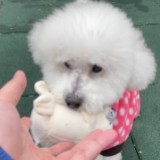 由 hsaunyu (刊登 ID 1383079778，圖片 1) 提交，位於 的 (類別：)，說明：。