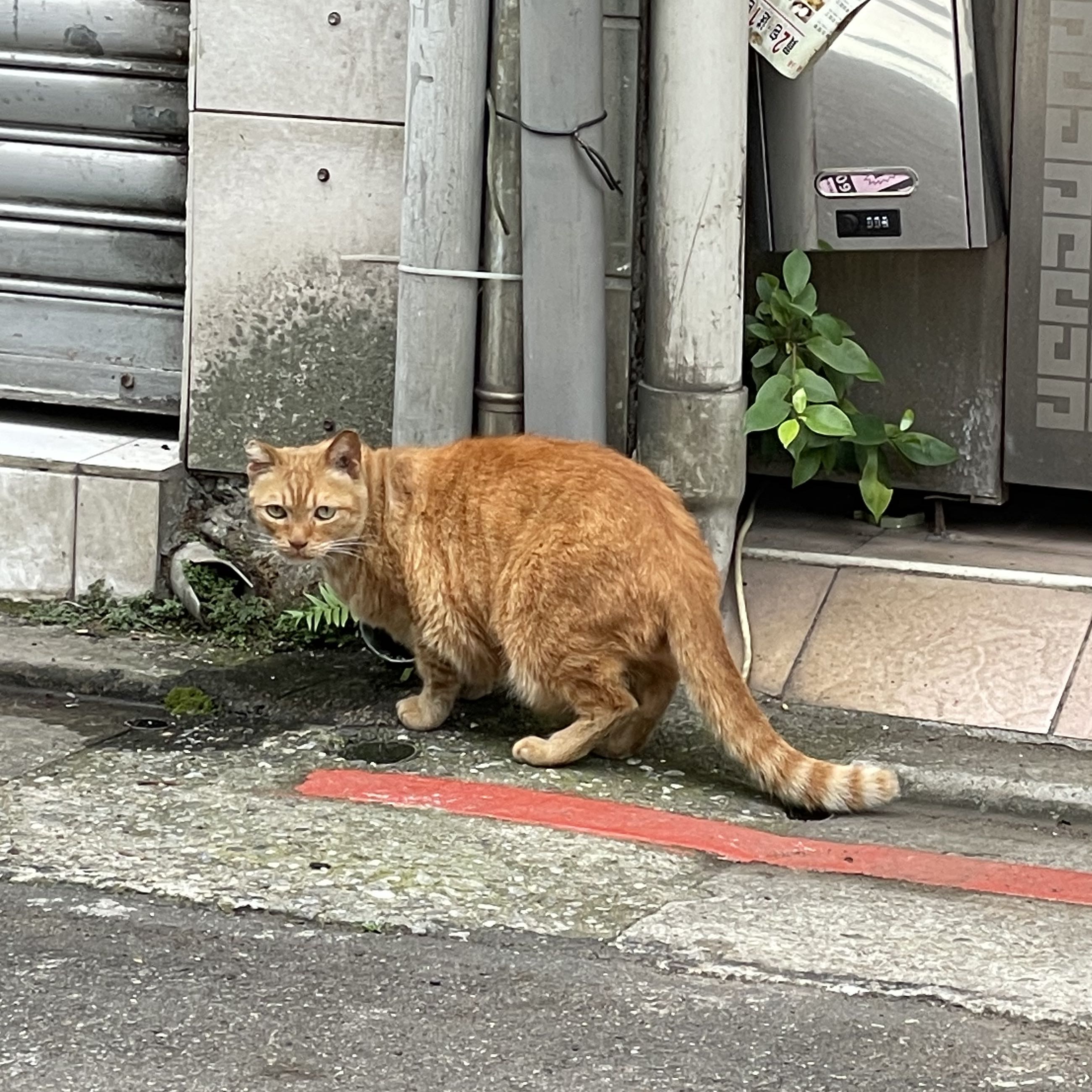 頭像
