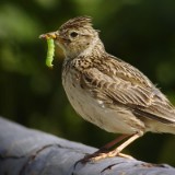 （分類：）位於 。 由 skylark_1970 提交（商品編號 1369619263，圖片 1）。簡介： 。
