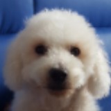 （分類：）位於 。 由 calvinho147 提交（商品編號 1372207663，圖片 1）。簡介： 。