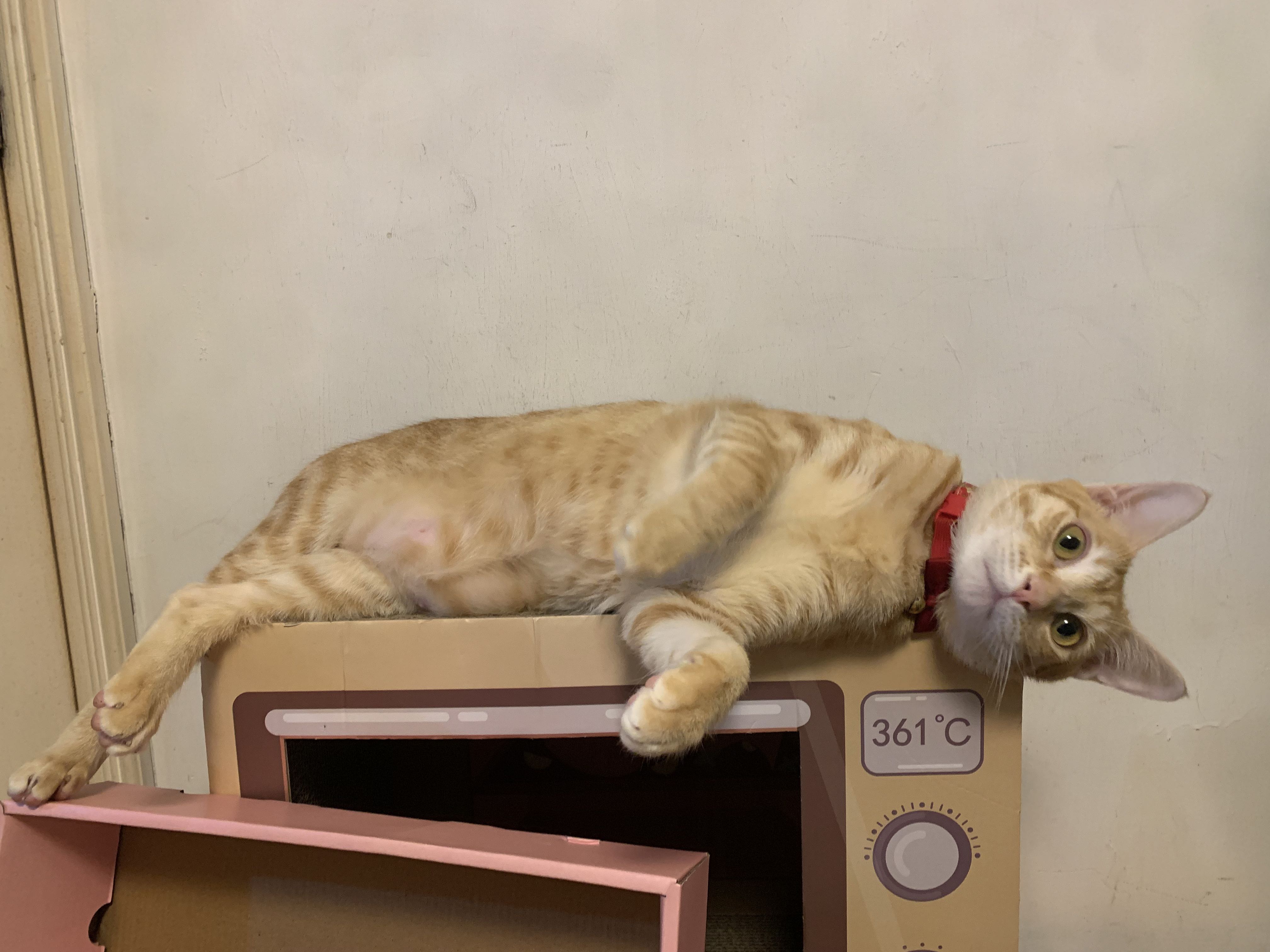（分類：）位於 。 由 Meowmingstore 提交（商品編號 1154619606，圖片 1）。簡介： 。