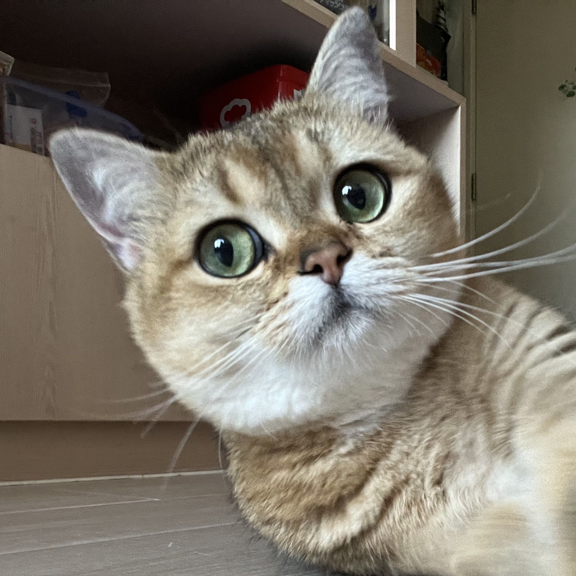 Avatar