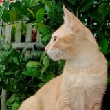(Category: ) located in . Submitted by vastdolphin_33540c (Listing ID 1454301851, Image 1). Description: .
