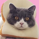 (Category: ) located in . Submitted by hellooooWorld (Listing ID 1314225155, Image 1). Description: .