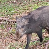 （分類：）位於 。 由 Jacoboar 提交（商品編號 1356784187，圖片 1）。簡介： 。