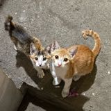 (Category: ) located in . Submitted by ctchuchi (Listing ID 1205155781, Image 1). Description: .