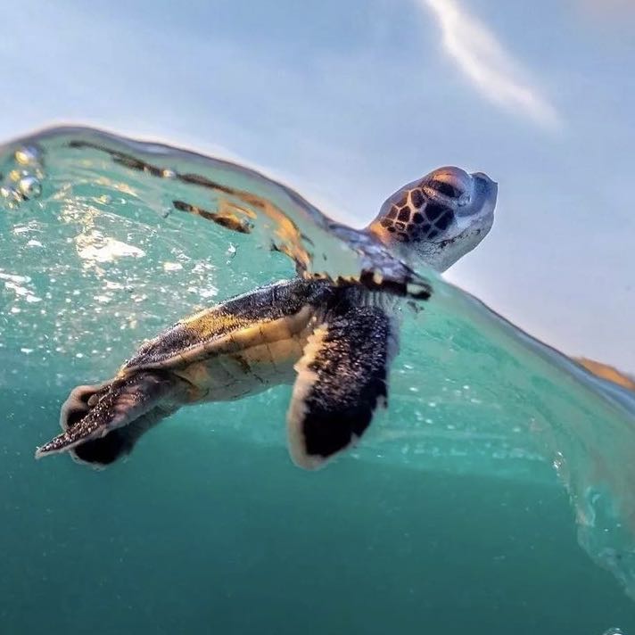 (Category: ) located in . Submitted by faithlcy_ (Listing ID 1366403779, Image 1). Description: .