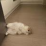 (Category: ) located in . Submitted by pocolocoo (Listing ID 1442370040, Image 1). Description: .