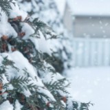 (Category: ) located in . Submitted by snow1_snow (Listing ID 1379275870, Image 1). Description: .