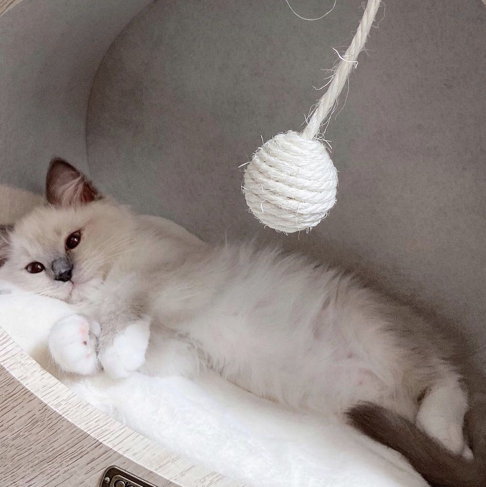 （分類：）位於 。 由 catcat423 提交（商品編號 1362409182，圖片 1）。簡介： 。