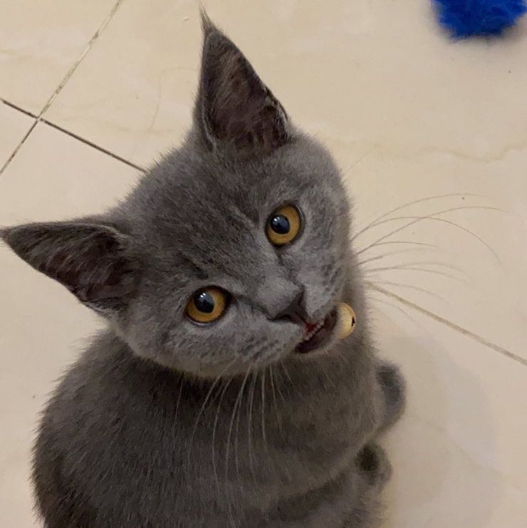 Avatar