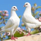 (分類:)位於 。 由 sukichantty 提交(商品編號 1450906418,圖片 1)。簡介: 。