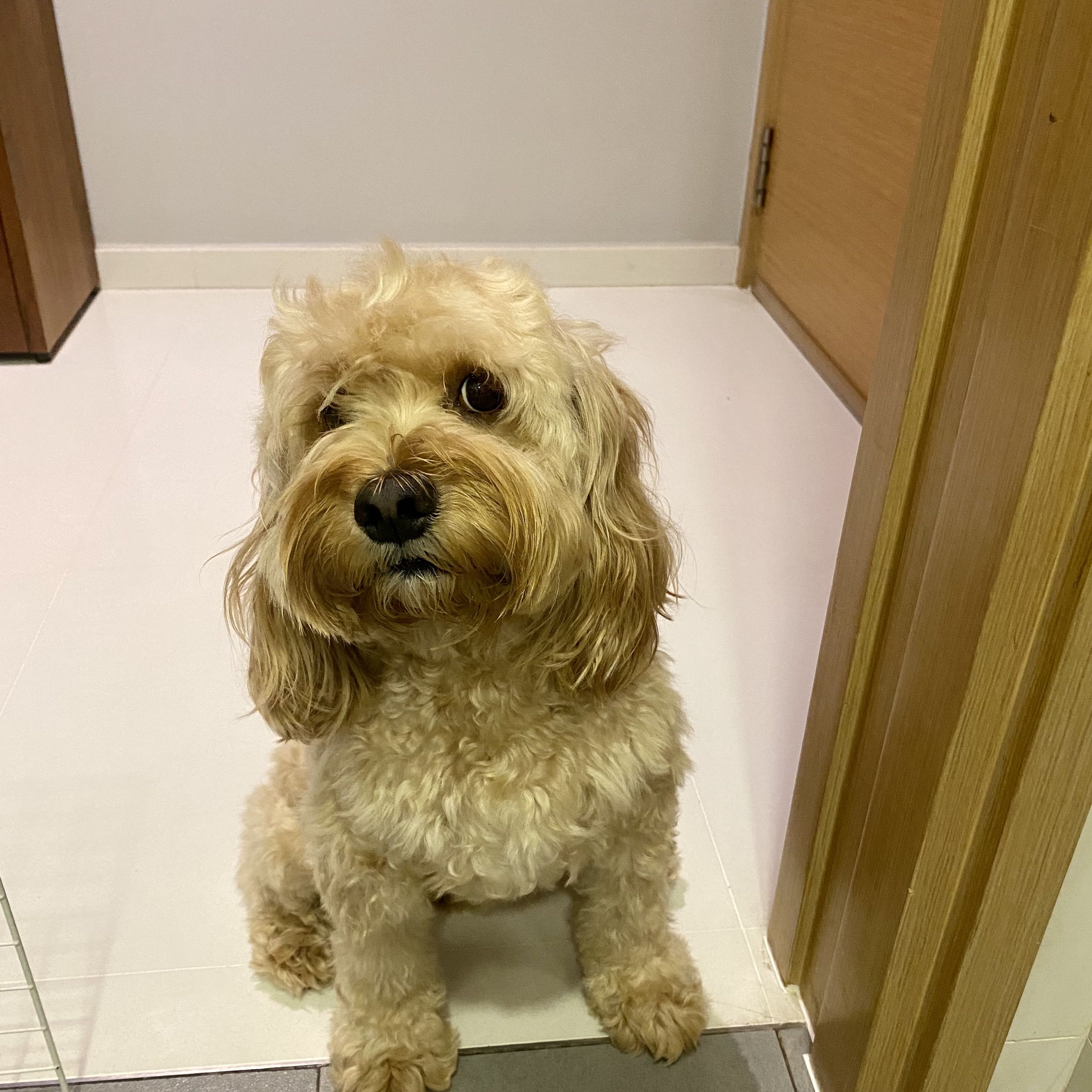 (Category: ) located in . Submitted by DogSpeak2 (Listing ID 1454502122, Image 1). Description: .