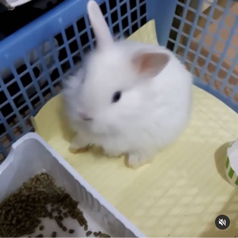 (分類:)位於 。 由 kry_tung 提交(商品編號 1387004237,圖片 1)。簡介: 。
