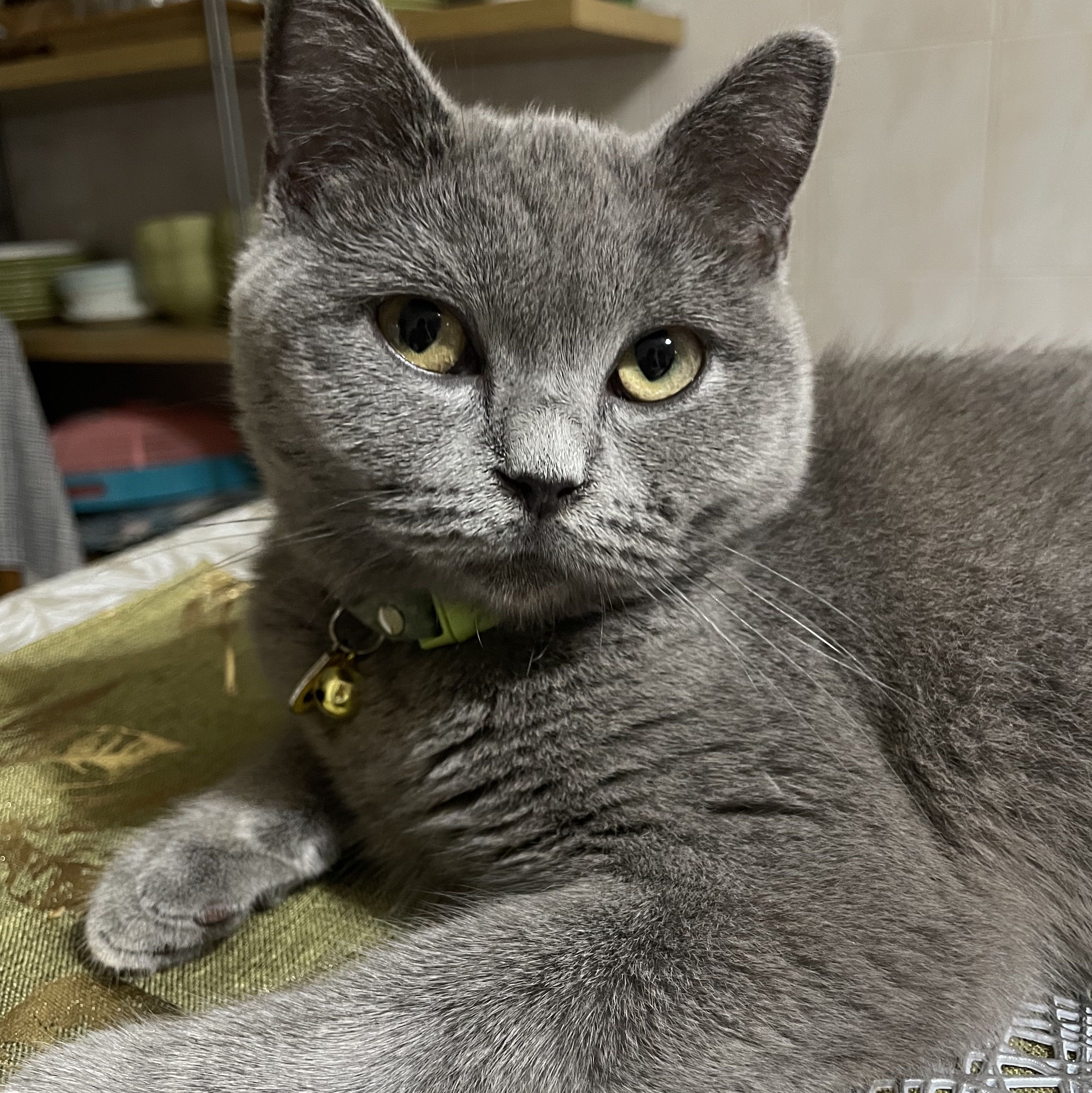 Avatar