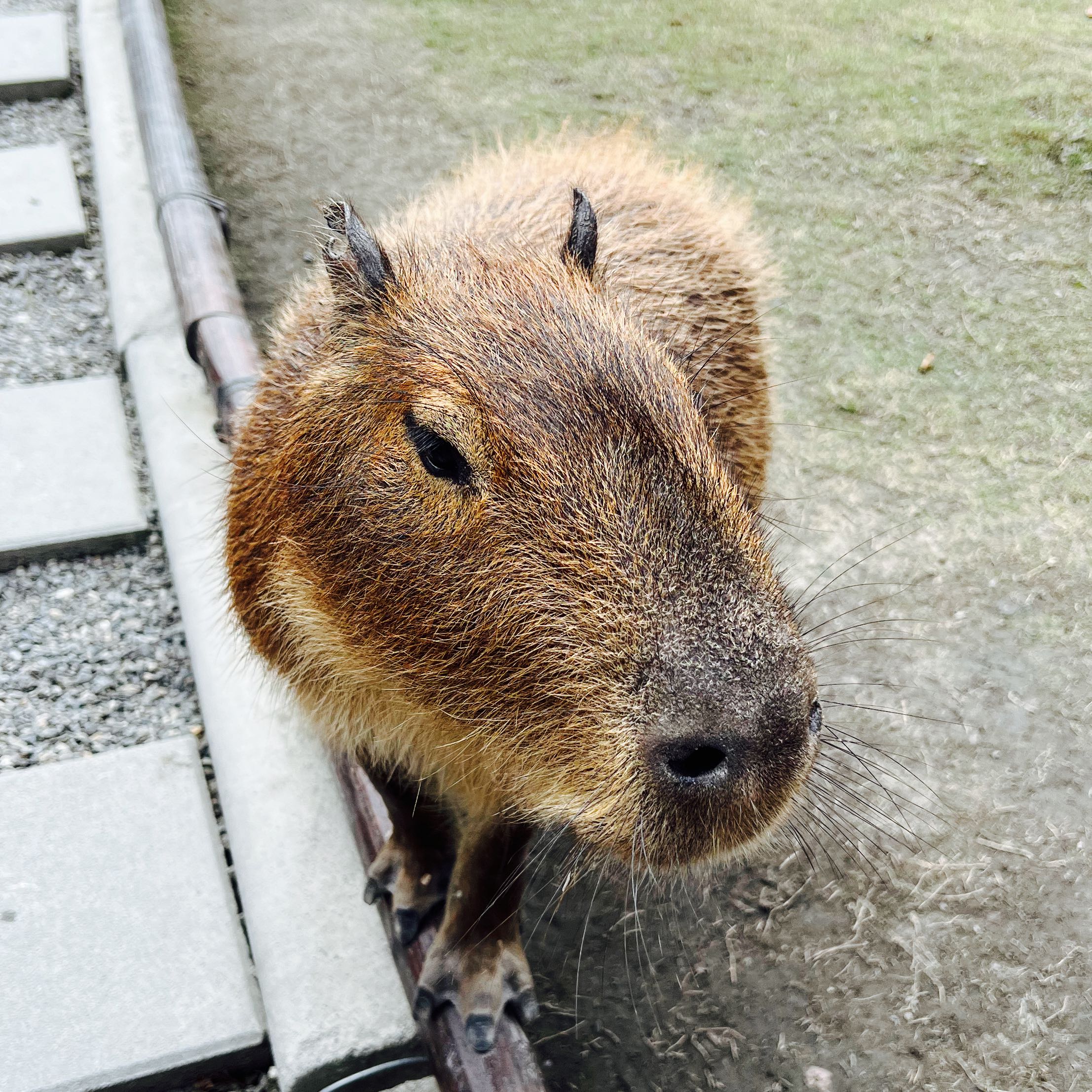 由 zxoy1357 (刊登 ID 1330489334，圖片 1) 提交，位於 的 (類別：)，說明：。