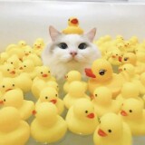 （分類：）位於 。 由 erixy 提交（商品編號 1188881755，圖片 1）。簡介： 。