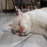 (Kategori: ) berada di . Dikirim oleh enon.jahru03 (ID iklan 1384561587, Gambar 1). Deskripsi: .