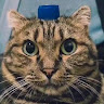 由 aaorltw (刊登 ID 1379171668，圖片 1) 提交，位於 的 (類別：)，說明：。