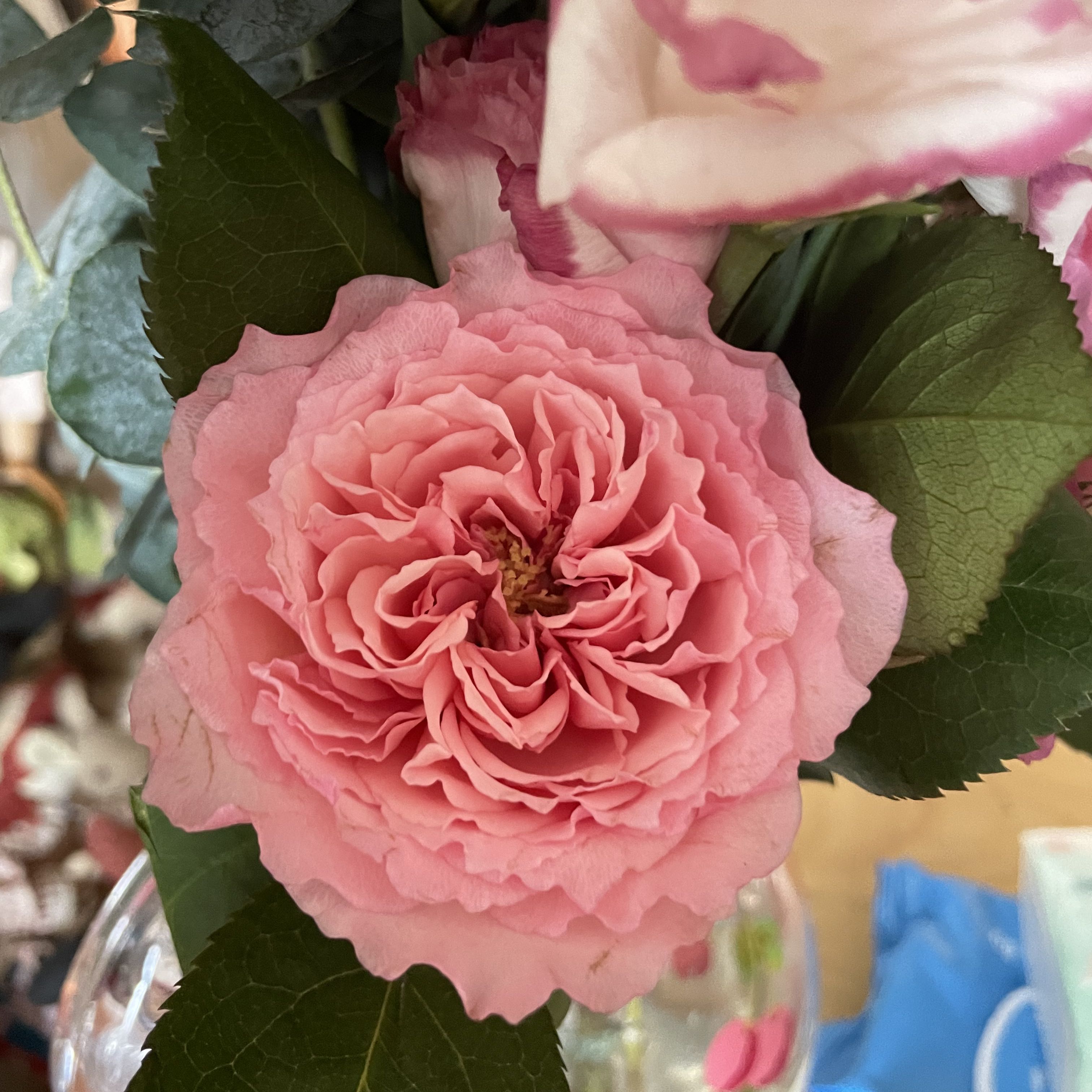 (分類:)位於 。 由 carolkk888 提交(商品編號 1435533091,圖片 1)。簡介: 。
