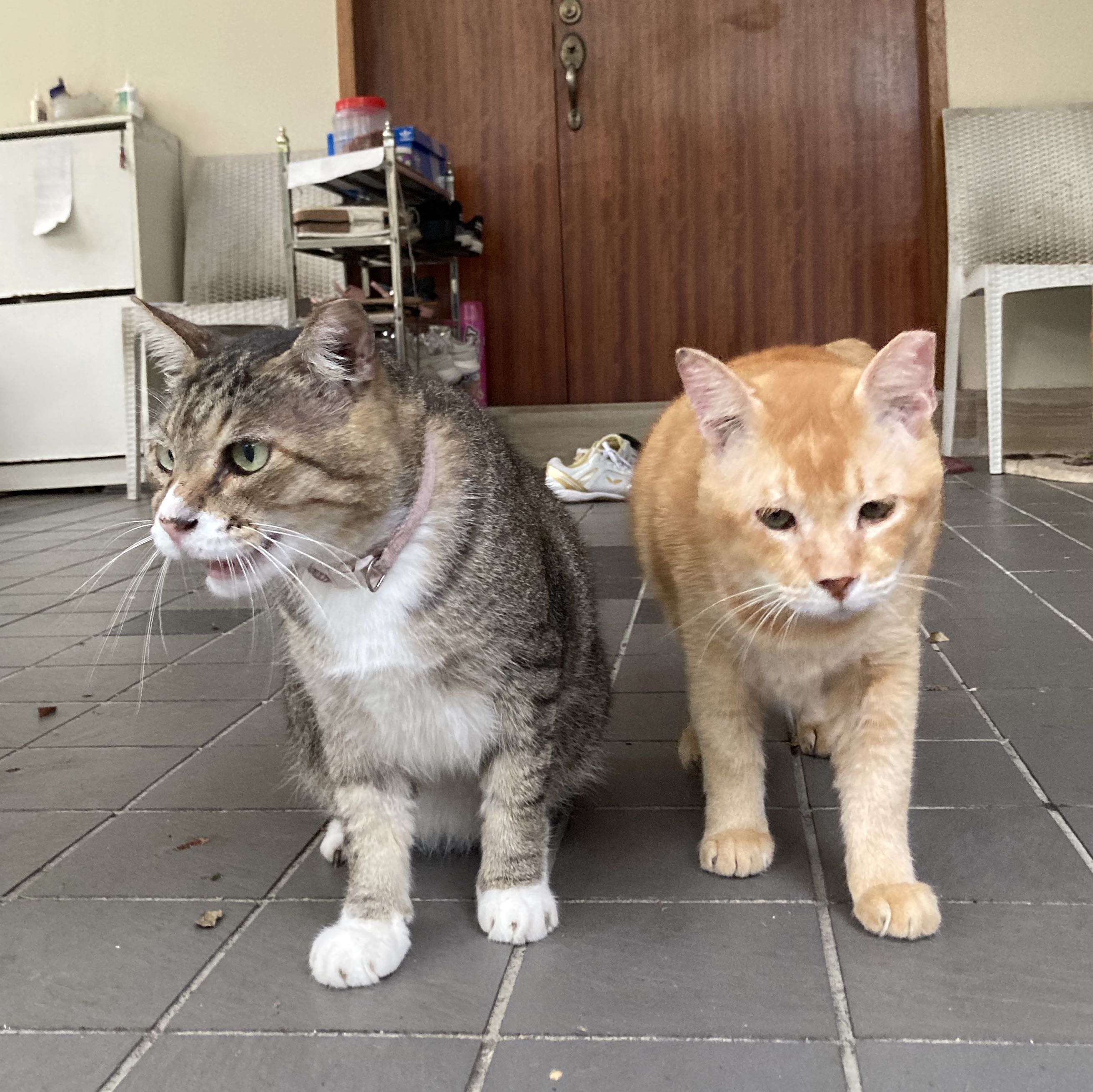 (Category: ) located in . Submitted by mel.ning (Listing ID 1212572830, Image 1). Description: .