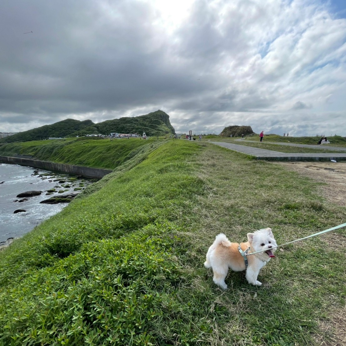 頭像