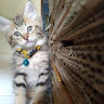 (Kategori: ) berada di . Dikirim oleh galerikian (ID iklan 1369676989, Gambar 1). Deskripsi: .