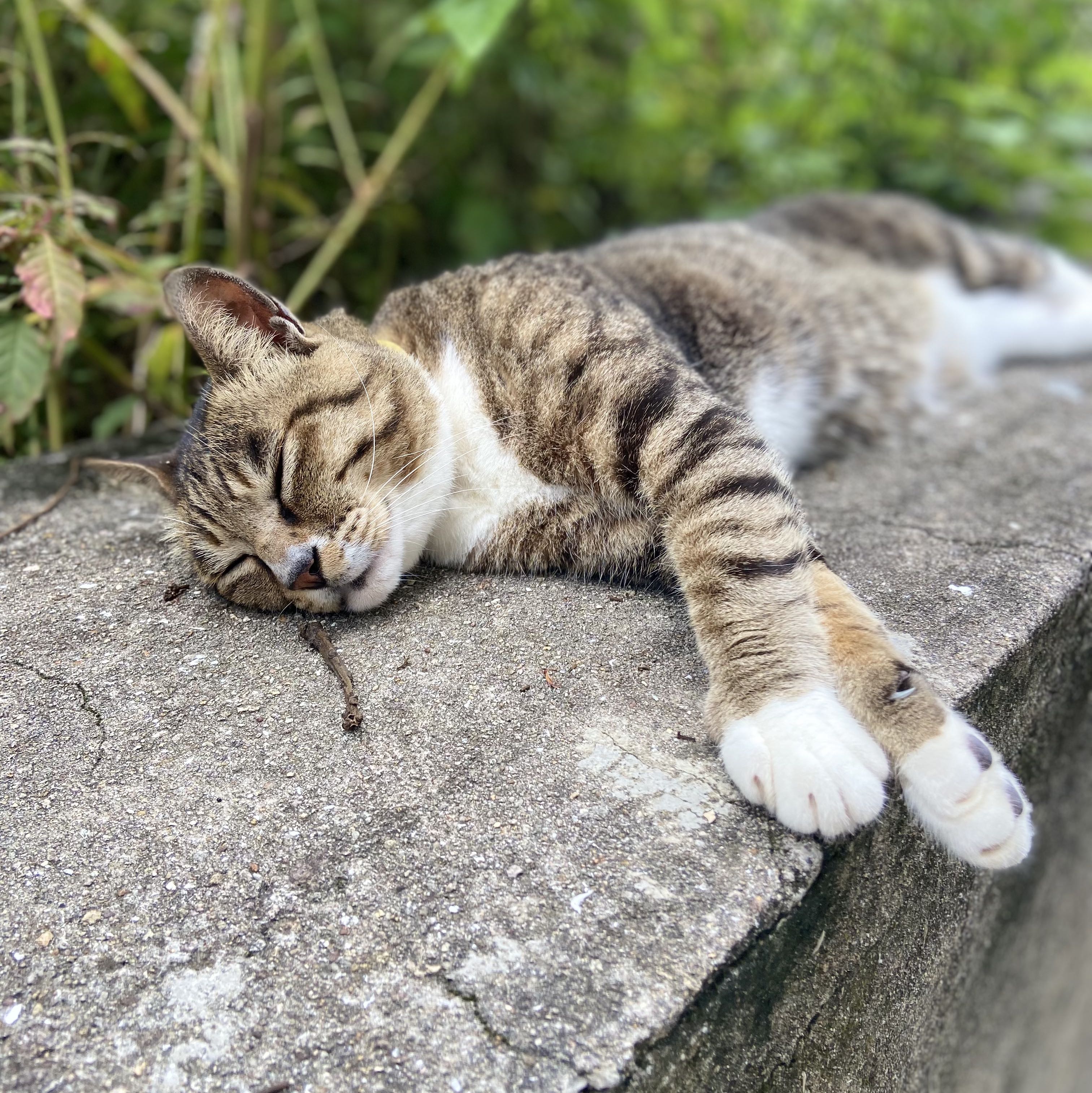 （分類：）位於 。 由 crazysellerhk 提交（商品編號 1362850067，圖片 1）。簡介： 。