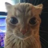 (Category: ) located in . Submitted by versacepapi (Listing ID 1436280878, Image 1). Description: .