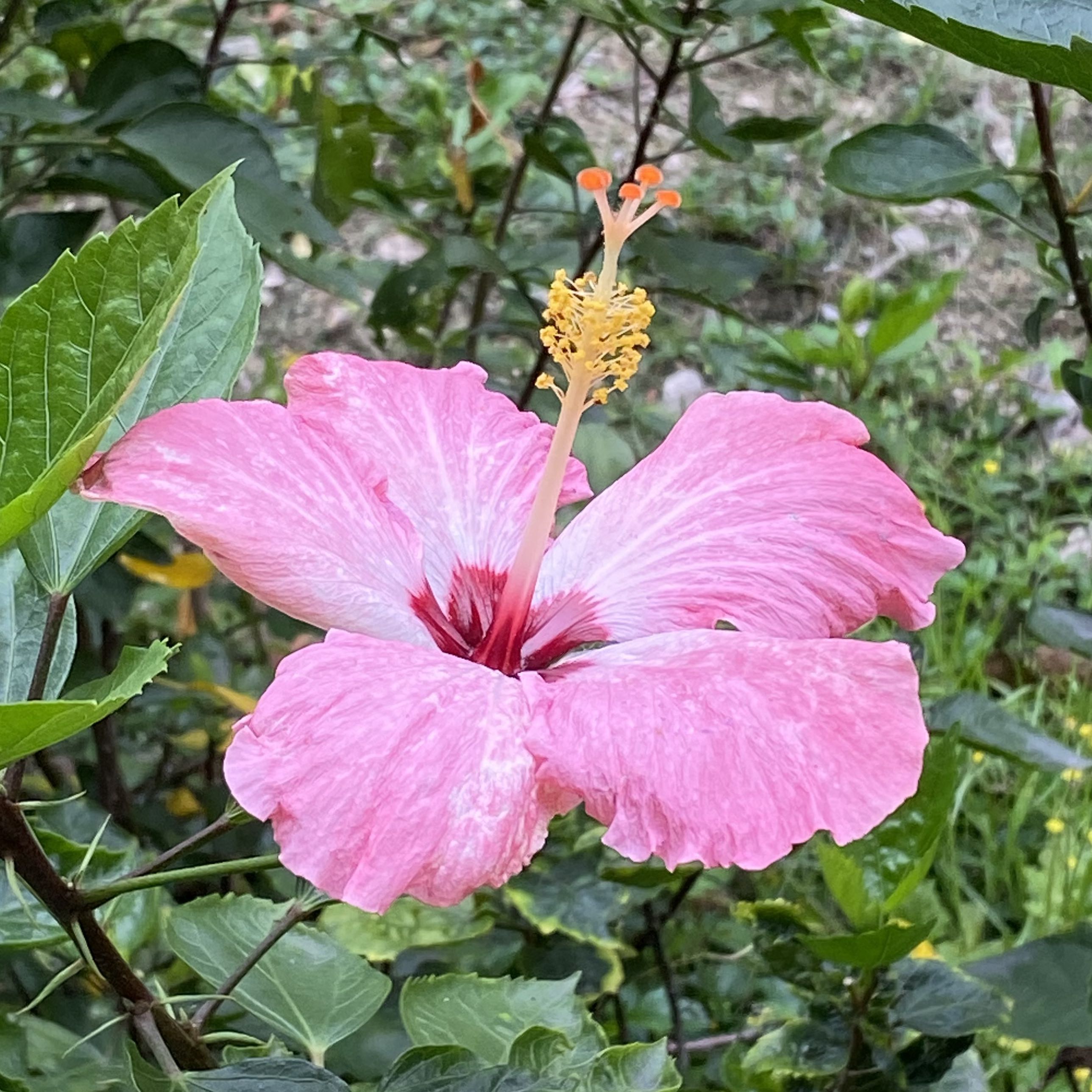 （分類：）位於 。 由 chalicia 提交（商品編號 1071114628，圖片 1）。簡介： 。
