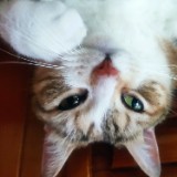由 f01230 (刊登 ID 1385530030，圖片 1) 提交，位於 的 (類別：)，說明：。