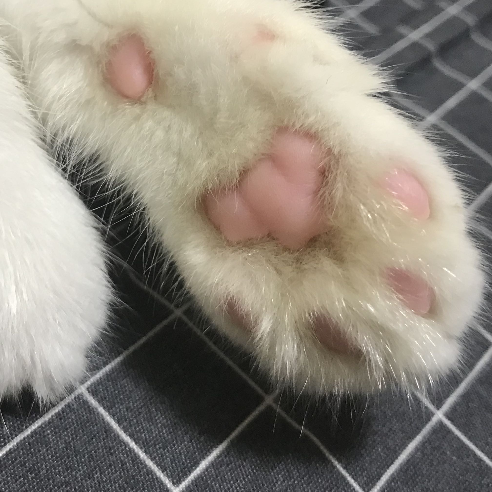 （分類：）位於 。 由 mmmmimimi 提交（商品編號 1378226286，圖片 1）。簡介： 。
