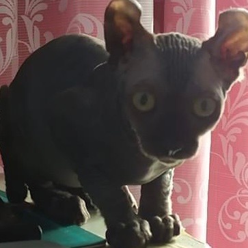 Avatar