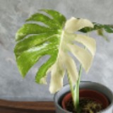 (Category: ) located in . Submitted by kaneplanter (Listing ID 1283965418, Image 1). Description: .