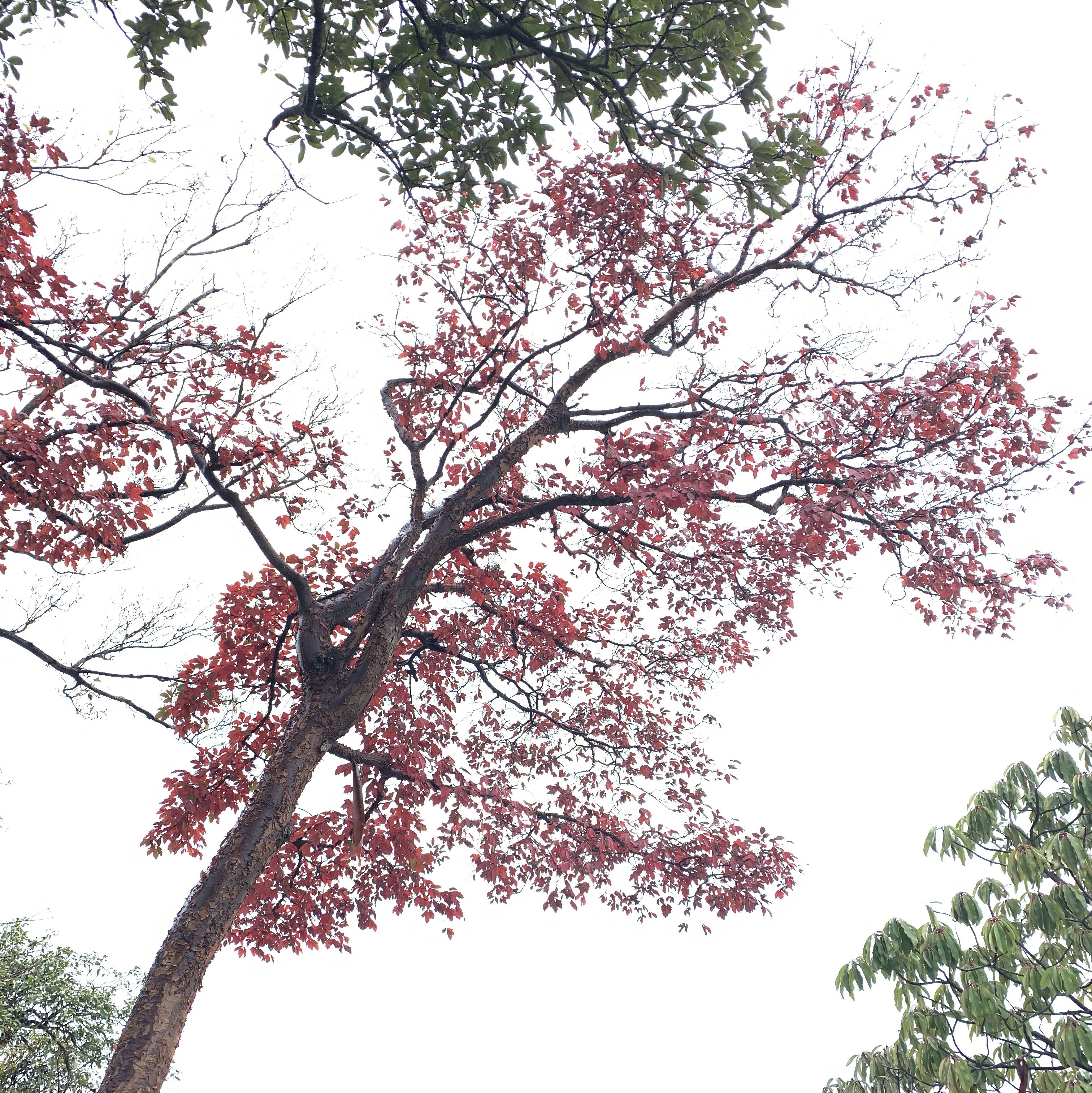 (Category: ) located in . Submitted by eloxianyu (Listing ID 1378881847, Image 1). Description: .