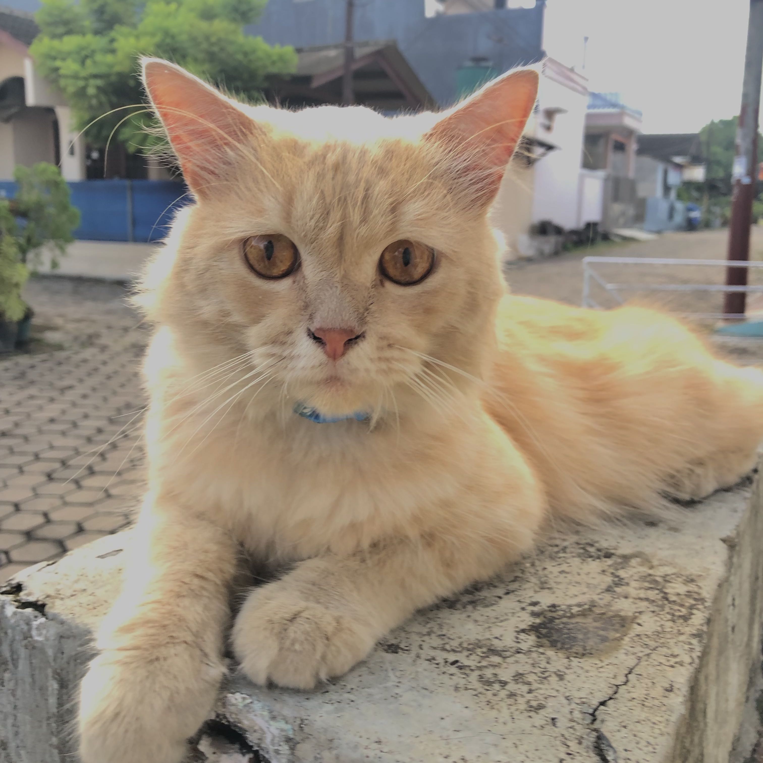 (Kategori: ) berada di . Dikirim oleh adelixa (ID iklan 1369805118, Gambar 1). Deskripsi: .