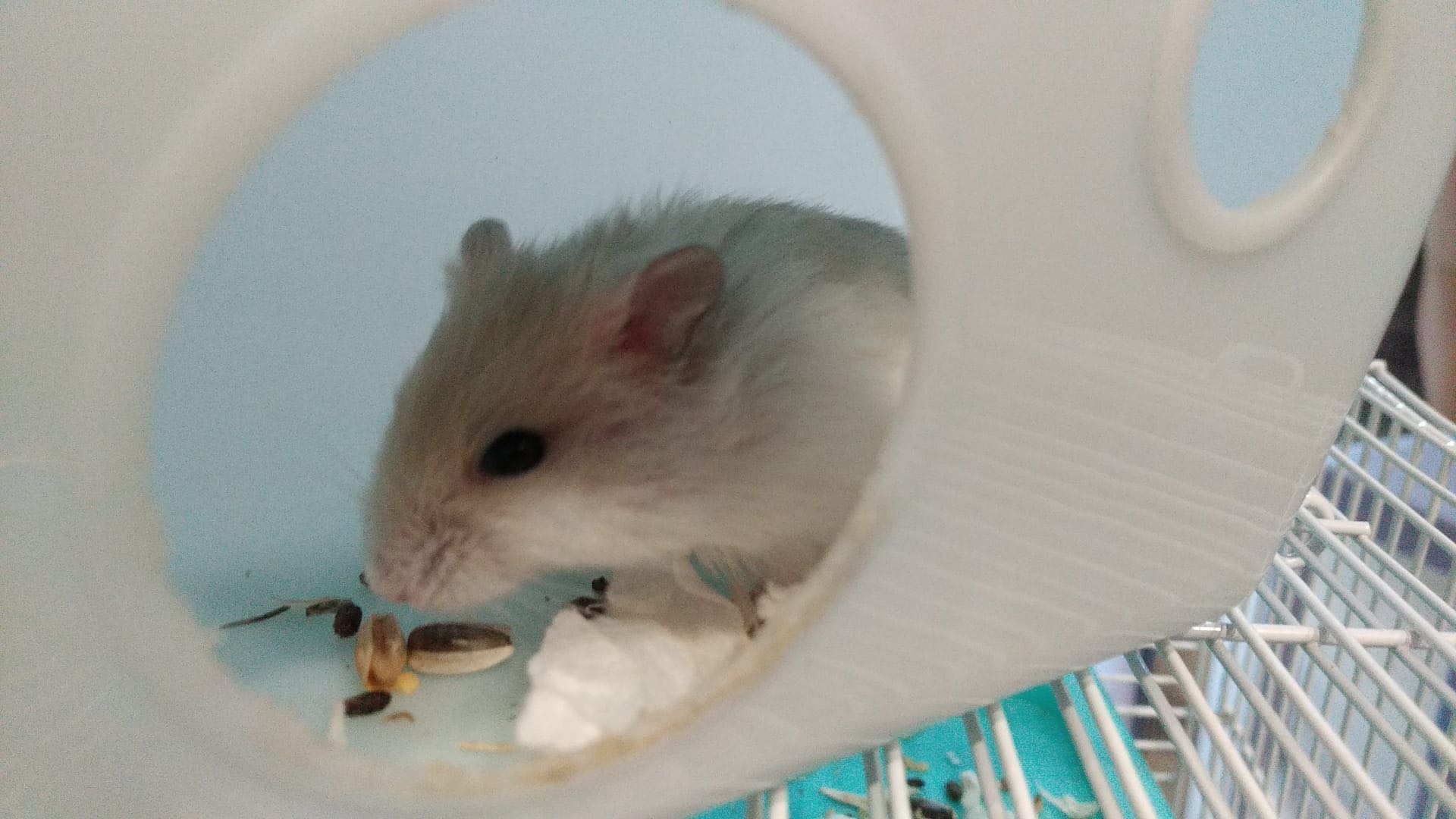 (Category: ) located in . Submitted by linnetneo (Listing ID 1376435337, Image 1). Description: .