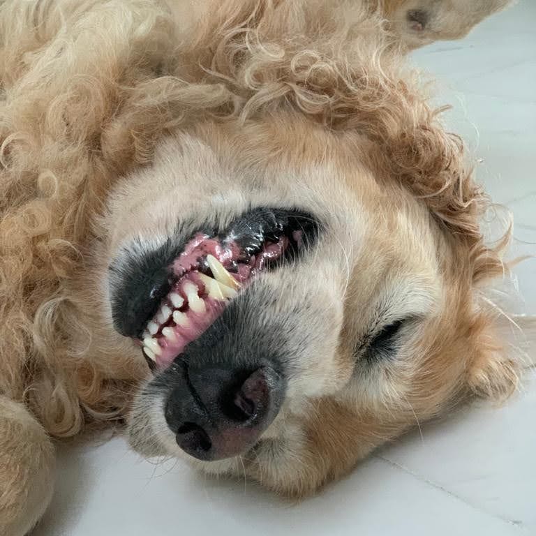 (Category: ) located in . Submitted by puppypup (Listing ID 1440019664, Image 1). Description: .