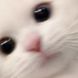 由 feife_i (刊登 ID 1373981068，圖片 1) 提交，位於 的 (類別：)，說明：。