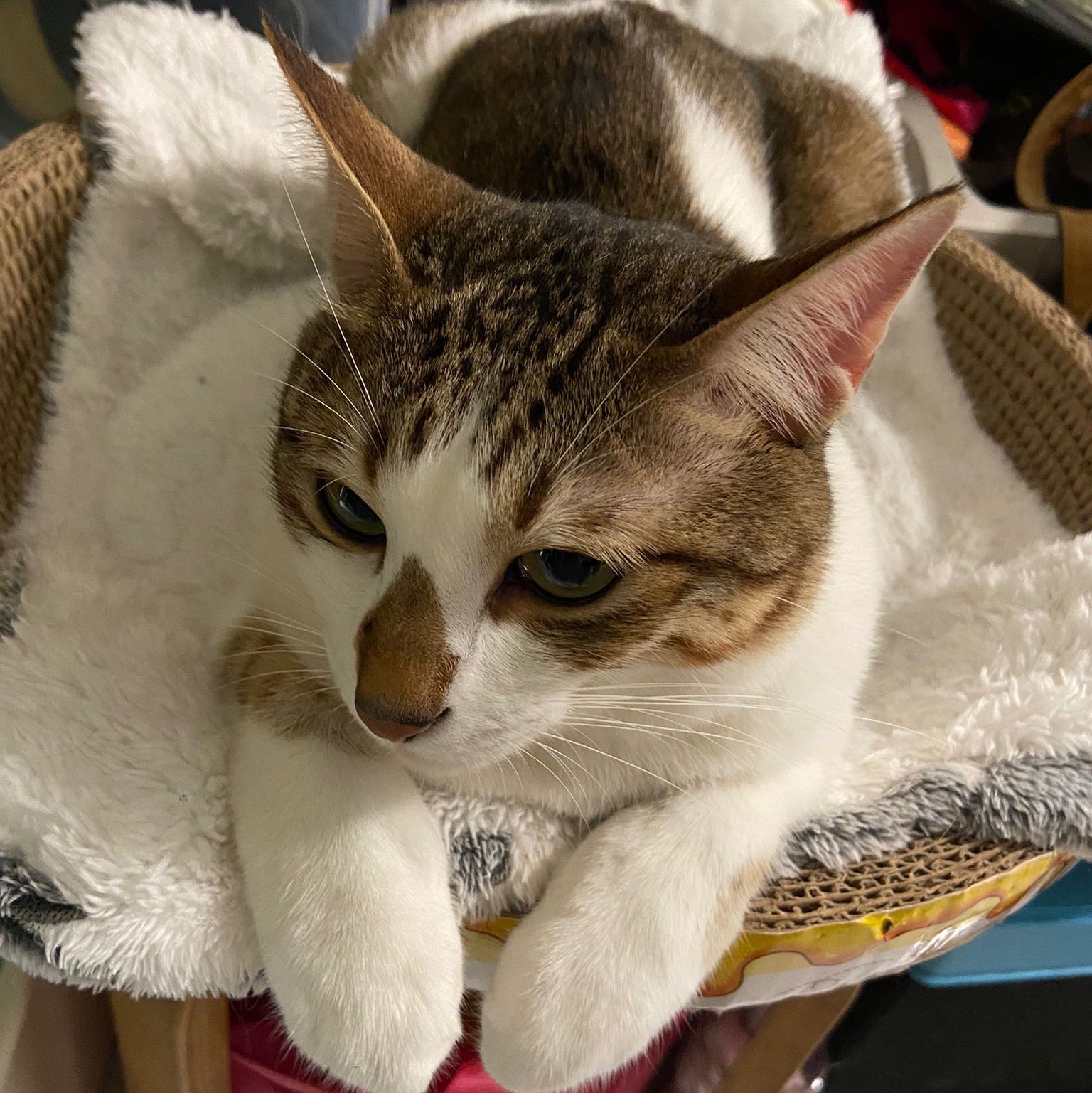 Avatar