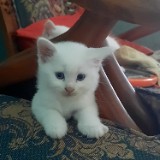 (Kategori: ) berada di . Dikirim oleh demikian (ID iklan 1367170823, Gambar 1). Deskripsi: .