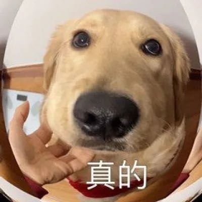 由 syi.i (刊登 ID 1383140433，圖片 1) 提交，位於 的 (類別：)，說明：。