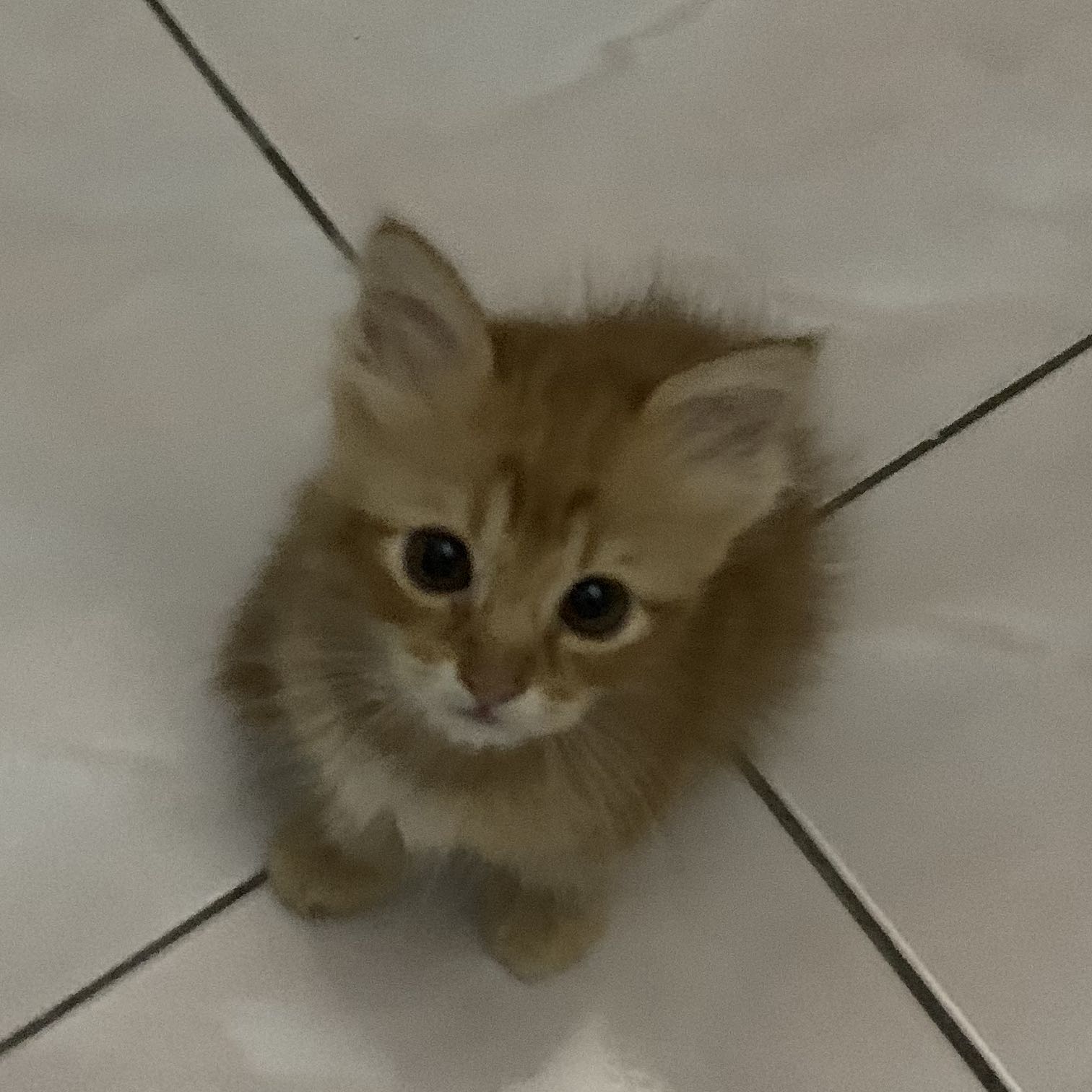 (Category: ) located in . Submitted by ninotoylab (Listing ID 1460648370, Image 1). Description: .
