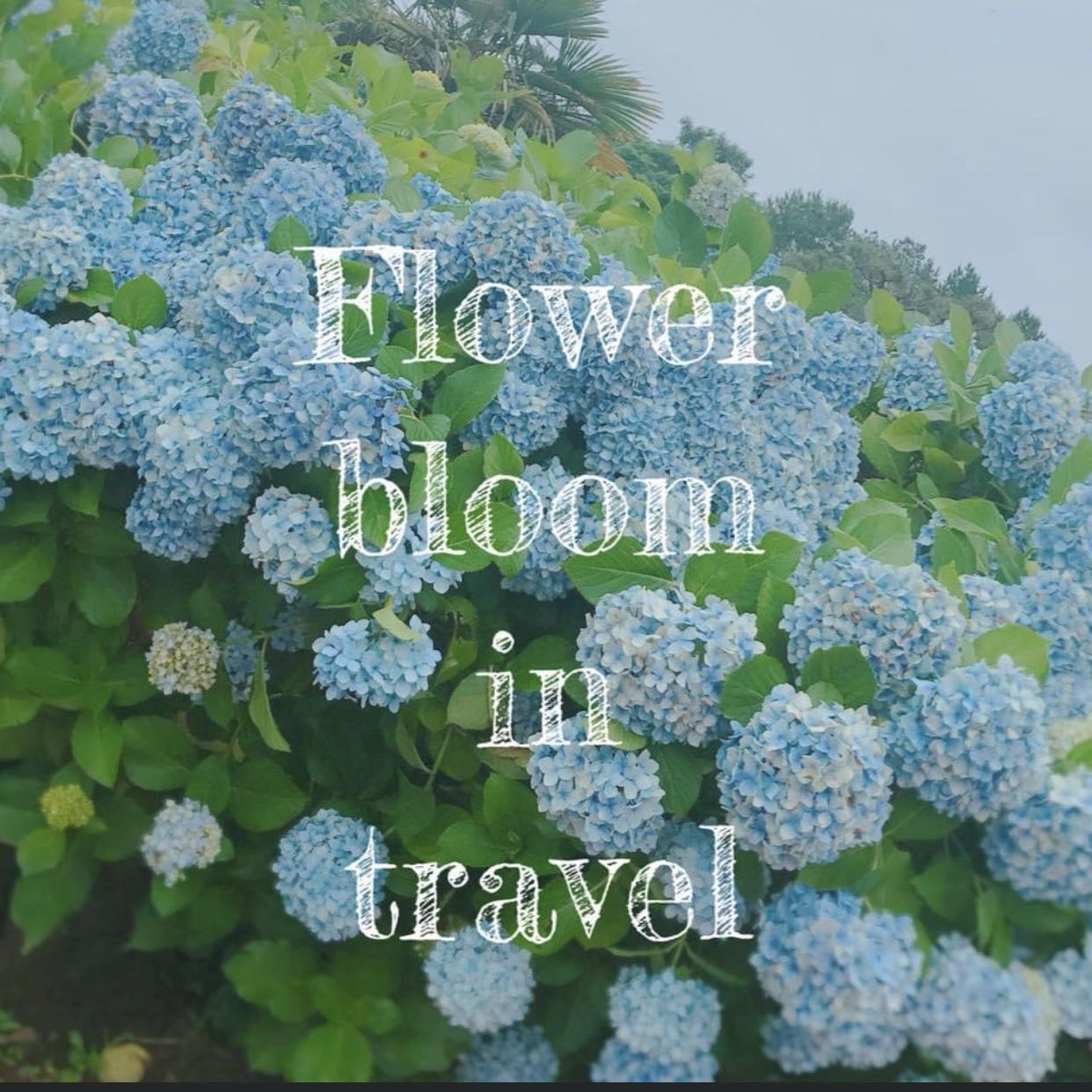 （分類：）位於 。 由 flowerbloomintravel 提交（商品編號 1364619116，圖片 1）。簡介： 。