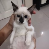 (Kategori: ) berada di . Dikirim oleh juliannj (ID iklan 1348476515, Gambar 1). Deskripsi: .