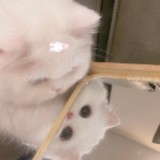 (分類:)位於 。 由 y_vanessa 提交(商品編號 1465212886,圖片 1)。簡介: 。
