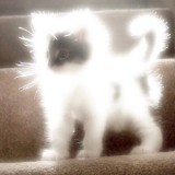 (Category: ) located in . Submitted by orangegirl123 (Listing ID 1372366875, Image 1). Description: .